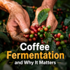 Understanding Coffee Fermentation and Why It Matters